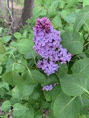 Syringa vulgaris