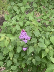 Syringa vulgaris