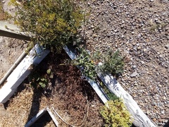 Oxypetalum coeruleum