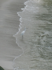 Egretta thula