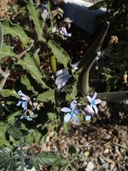 Oxypetalum coeruleum