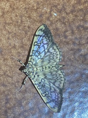 Pantographa