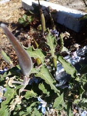 Oxypetalum coeruleum