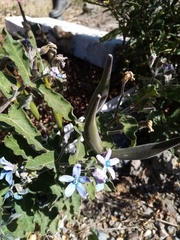 Oxypetalum coeruleum