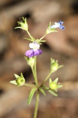 Collinsia violacea