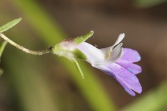 Collinsia violacea