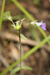 Collinsia violacea