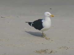 Larus dominicanus