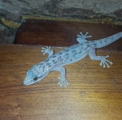 Phyllodactylus tuberculosus