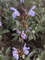 Salvia officinalis