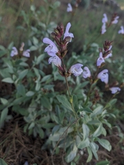 Salvia officinalis