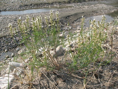 Astragalus versicolor