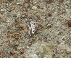 Eufidonia discospilata