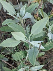 Salvia officinalis