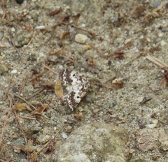 Eufidonia discospilata