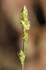 Carex retroflexa