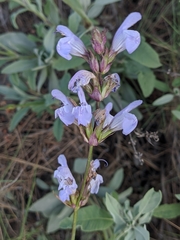 Salvia officinalis