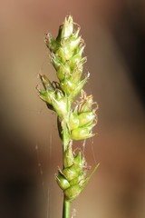 Carex retroflexa