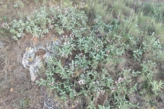 Salvia officinalis