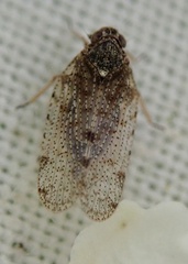 Tachycixius pilosus
