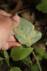 Uromyces ari-triphylli