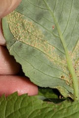 Uromyces ari-triphylli