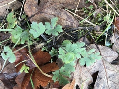Ranunculus occidentalis