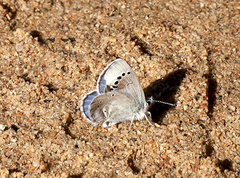 Glaucopsyche lygdamus australis