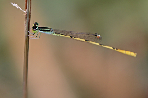Citrine Forktail