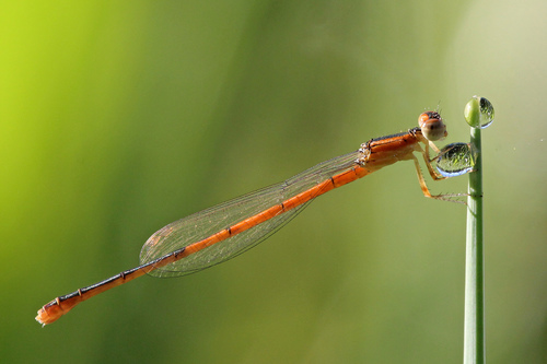 Citrine Forktail
