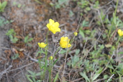 Ranunculus pedatus