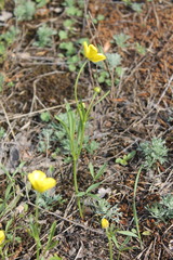 Ranunculus pedatus
