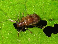 Galerucella grisescens