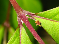 Callicarpa dichotoma