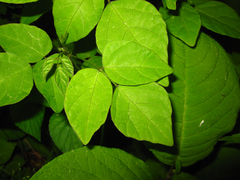 Hylodesmum podocarpum oxyphyllum