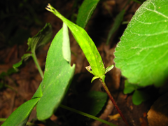 Oxalis obtriangulata