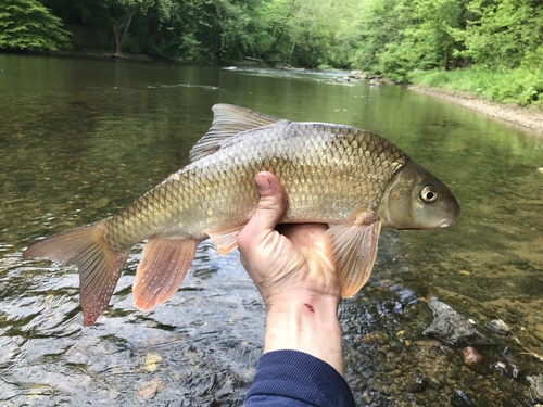 Shorthead redhorse (Moxostoma macrolepidotum) — Catostomidae — 2