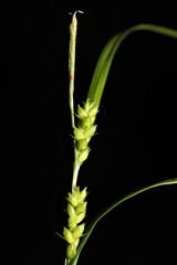 Carex grisea