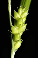 Carex grisea