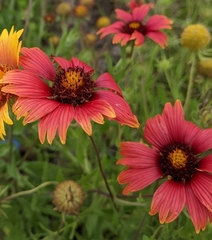 Gaillardia amblyodon