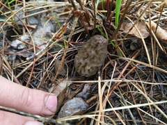 Morchella esculenta