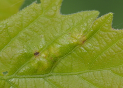 Neuroterus fugiens
