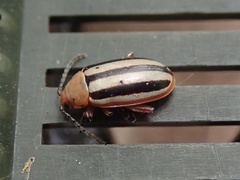 Disonycha leptolineata