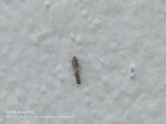 Crematogaster cylindriceps