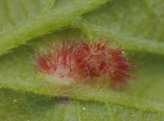 Neuroterus fugiens