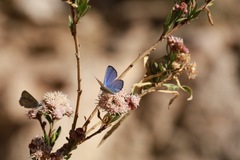 Glaucopsyche lygdamus australis