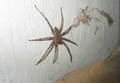 Acanthoctenus
