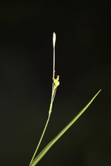 Careyanae