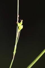 Careyanae