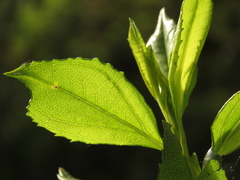 Baccharis prunifolia